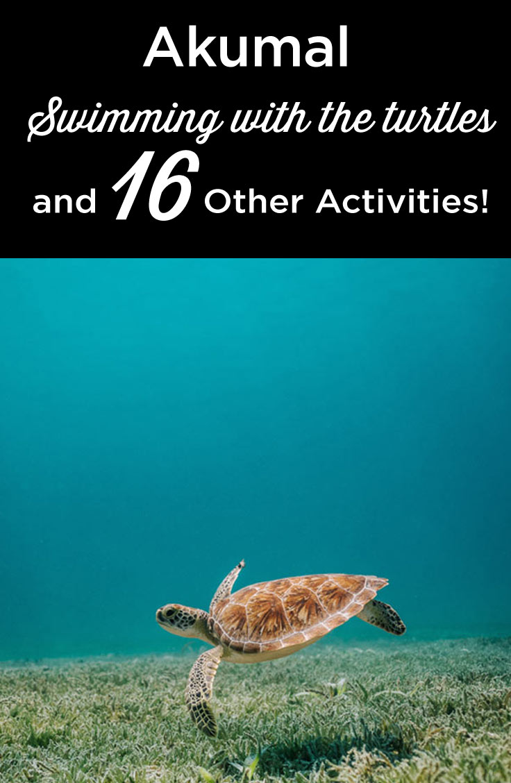 swim turtles akumal mexico