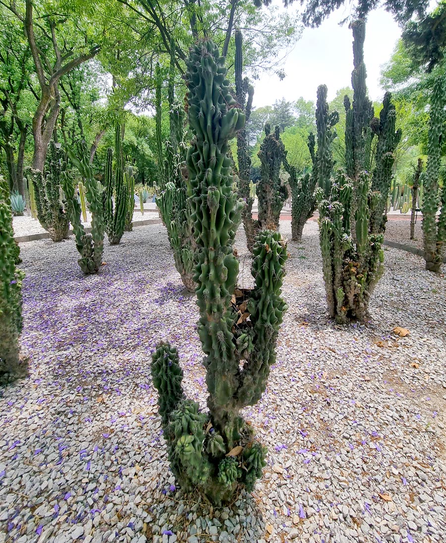 botanical garden chapultepec mexico