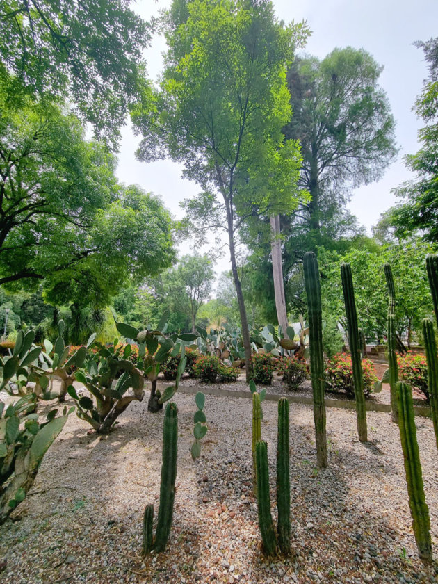 botanical garden mexico city