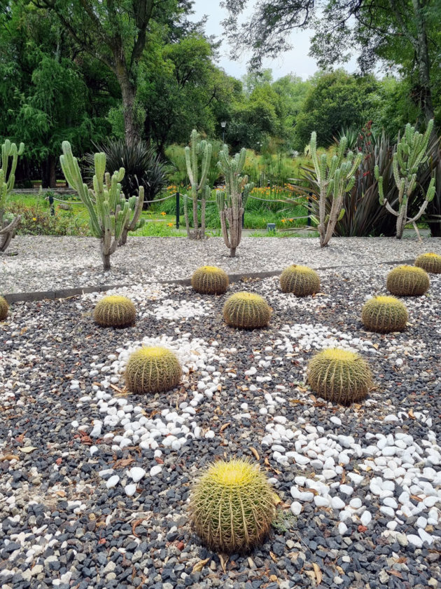 jardin botanico mexico city