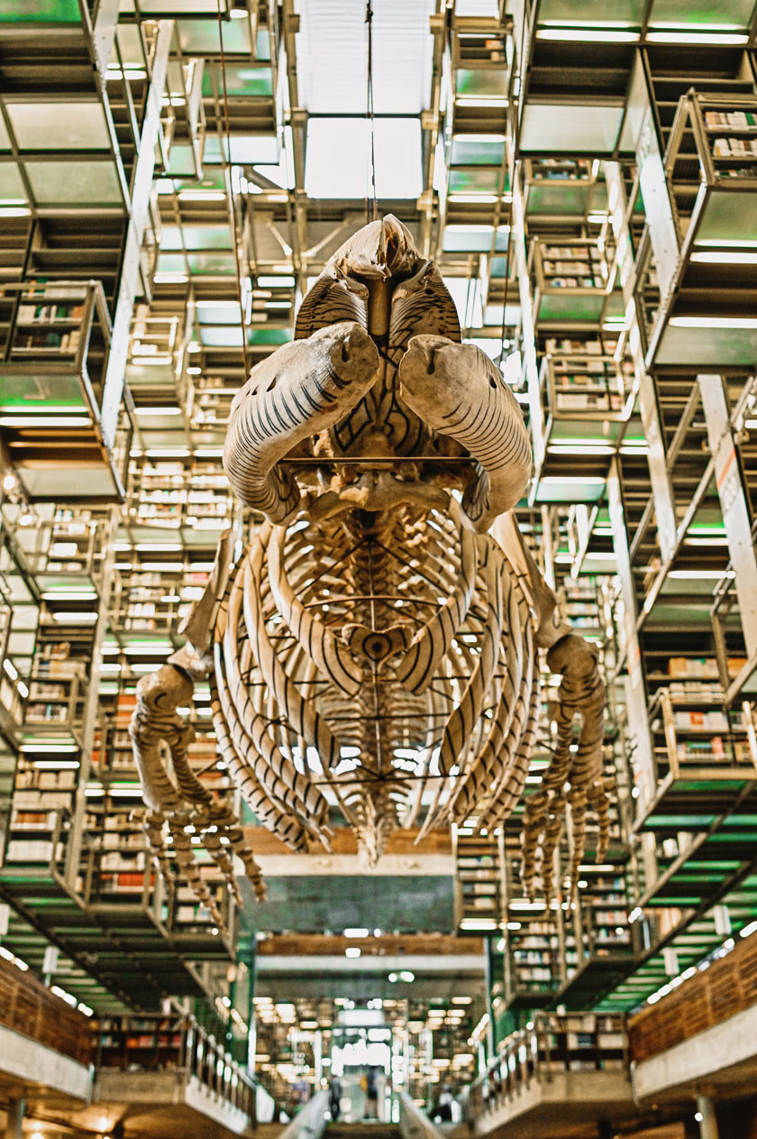 vasconcelos library mexico city