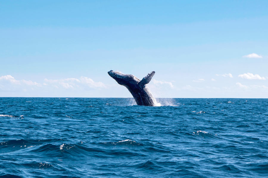 whale mazatlan