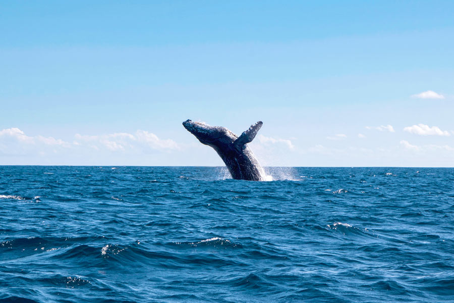 ballena mazatlan