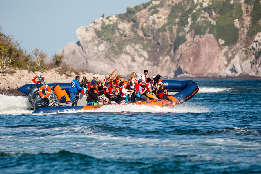 whale tour in mazatlan