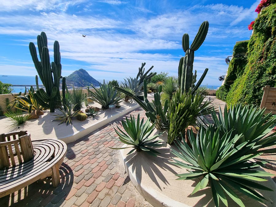 cactus observatoire de mazatlan