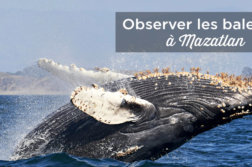 excursion baleine mazatlan mexique