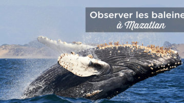 excursion baleine mazatlan mexique