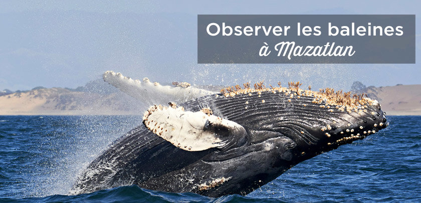 excursion baleine mazatlan mexique