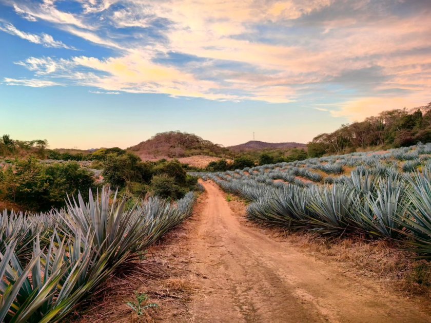 la noria los osuna tequila