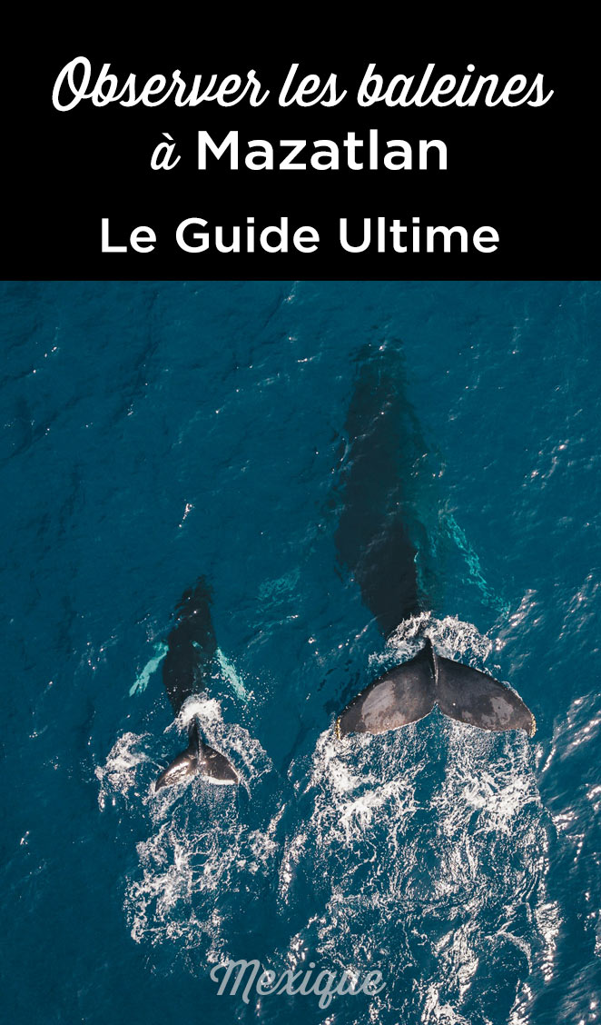 observation baleines mazatlan