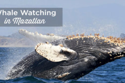 whale watching Mazatlan
