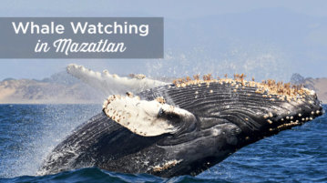 whale watching Mazatlan