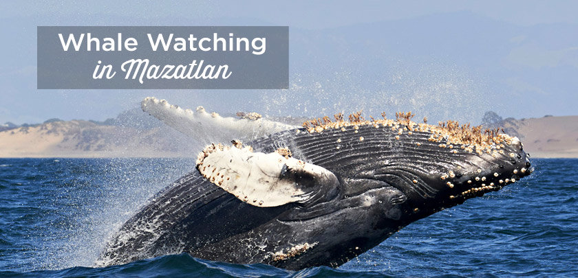 whale watching Mazatlan