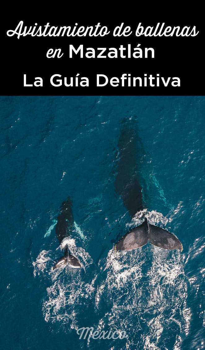 avistamiento de ballenas Mazatlán