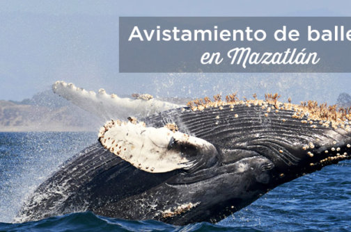 tour ballenas mazatlan