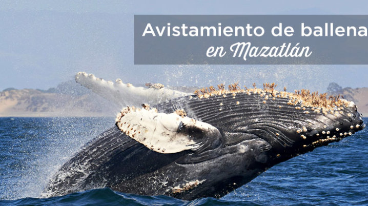 tour ballenas mazatlan