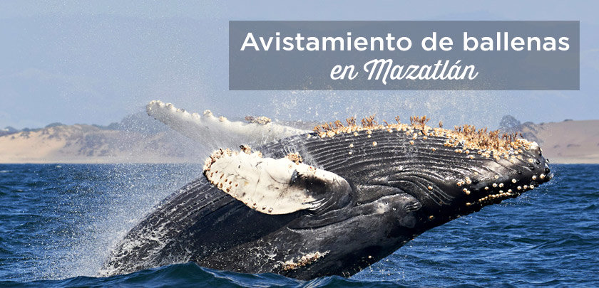 tour ballenas mazatlan