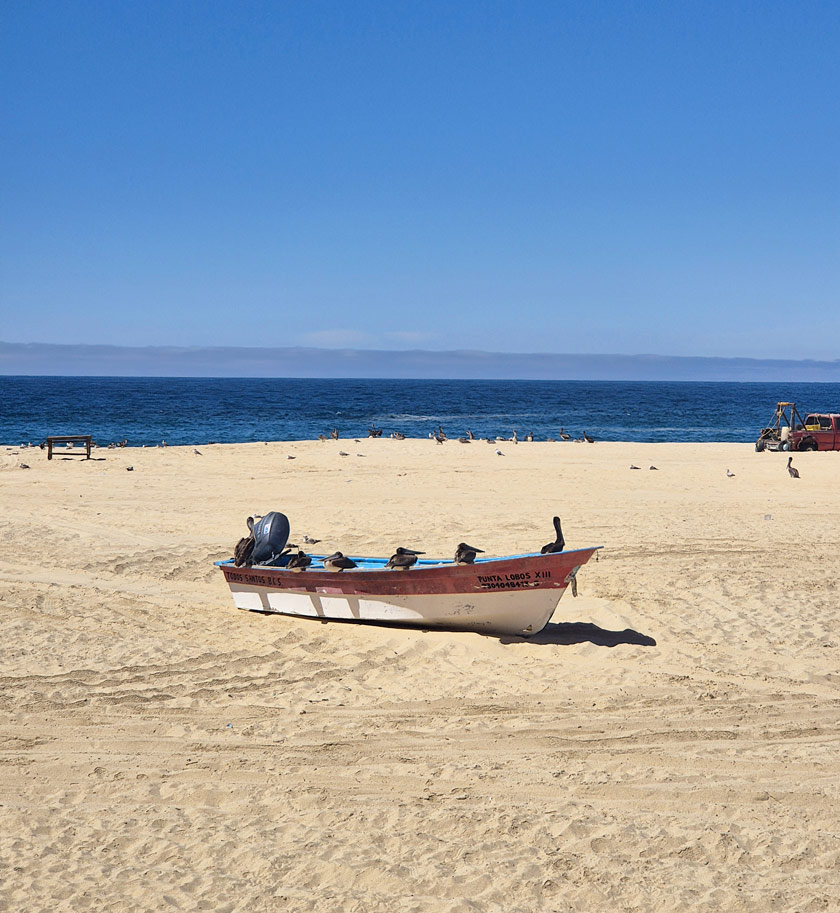 lancha punta lobos baja california sur