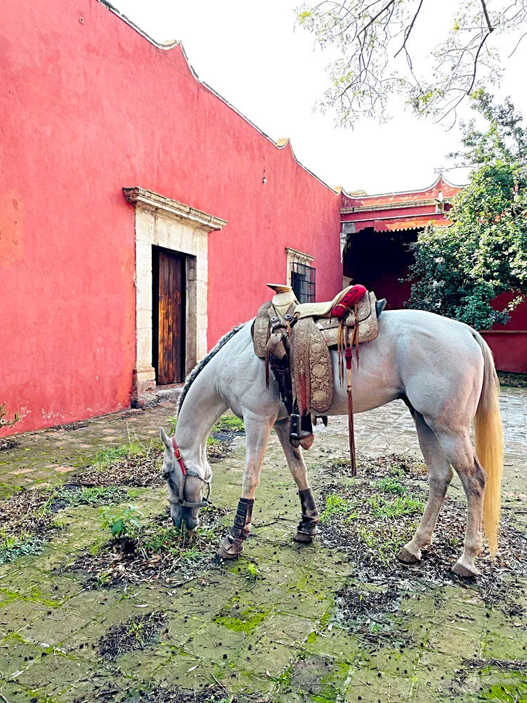 activite cheval mexique francais