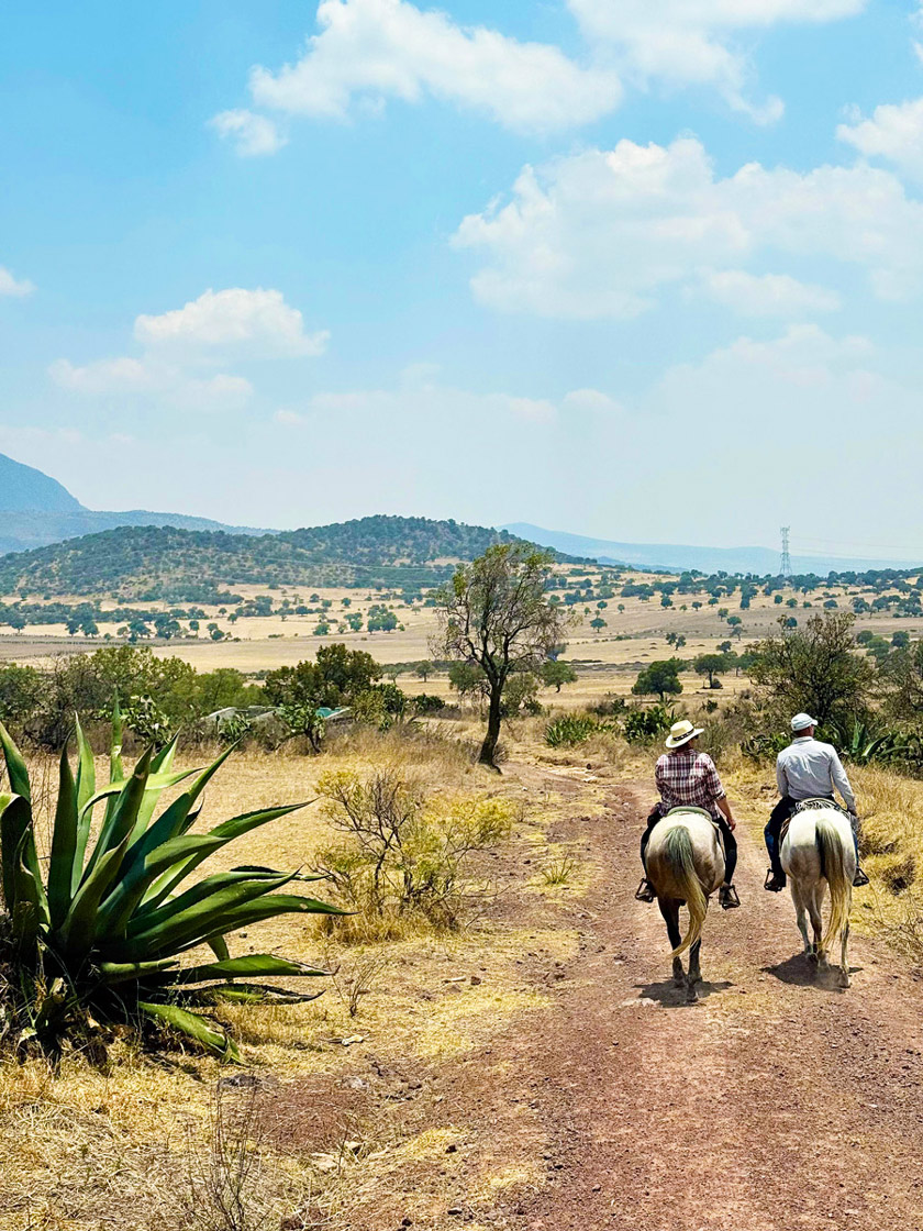 chevaux hacienda mexique