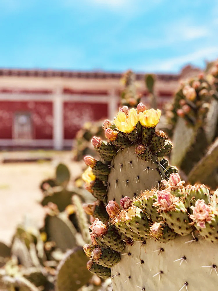 excursion hacienda Mexico