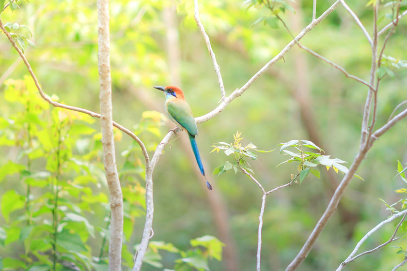 observation oiseaux huatulco