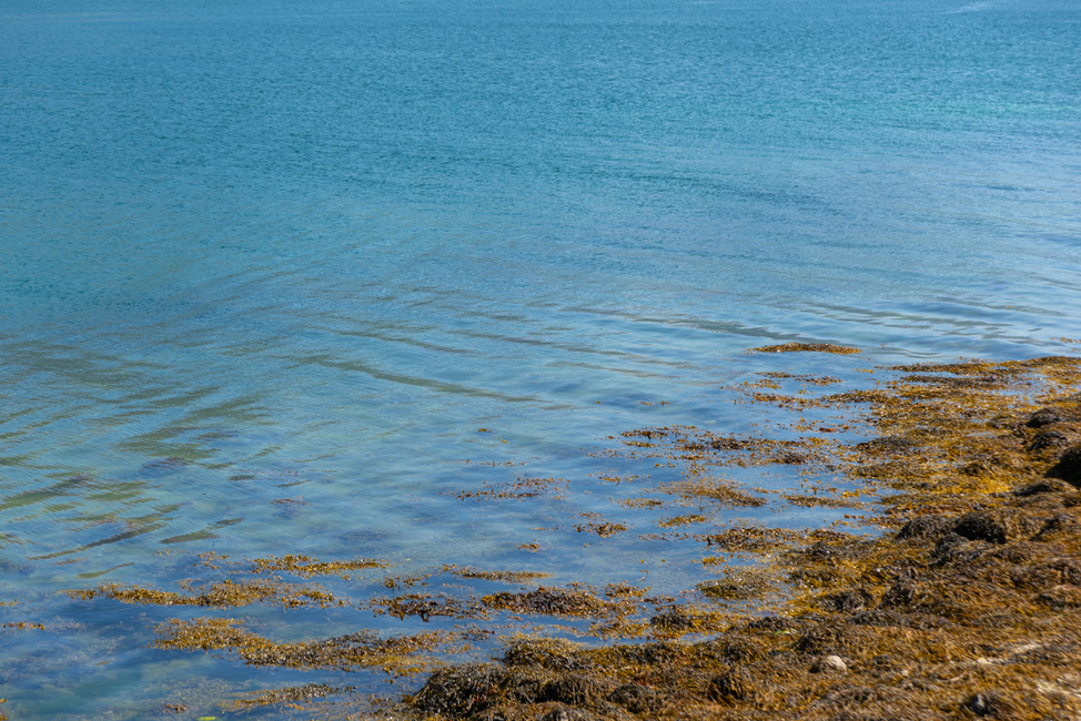 les plages du mexique et la sargasse