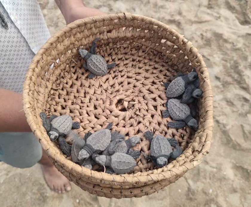 Tortues puerto escondido