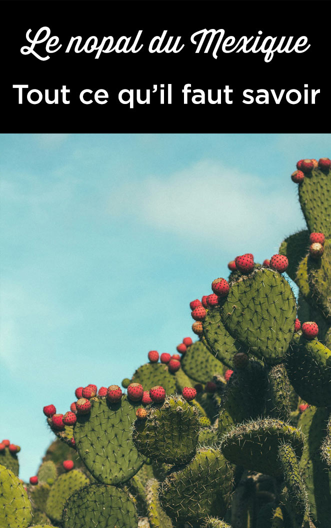 bienfaits du nopal