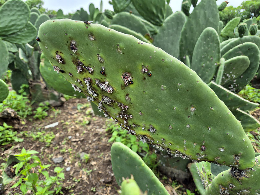 cochenille cactus