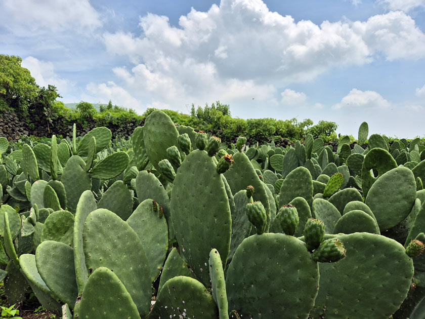 consommation du nopal par habitant Mexique