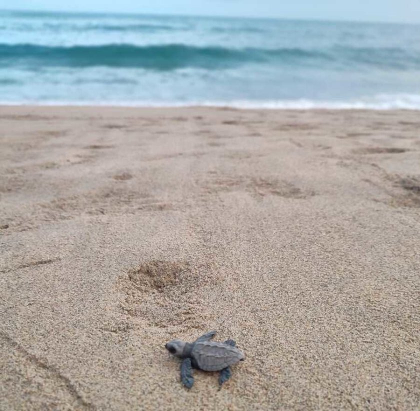 liberation des tortues puerto escondido