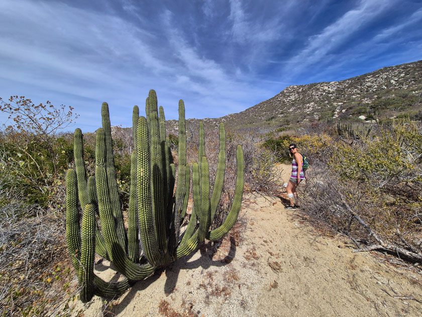 los frailes cactus and thorny bushes