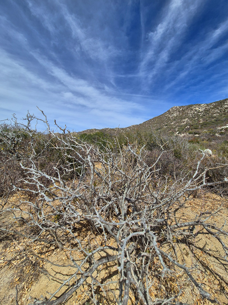 los frailes hike desert plants