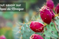 nopal mexique cactus