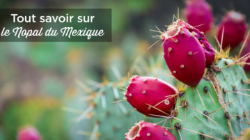 nopal mexique cactus