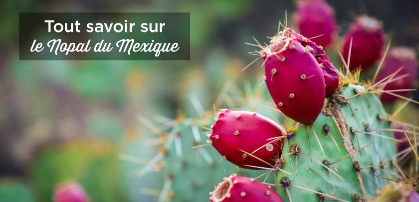 nopal mexique cactus