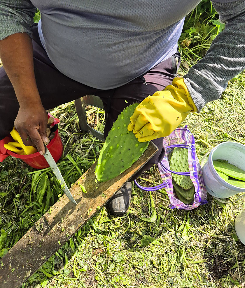 nopal production Mexique