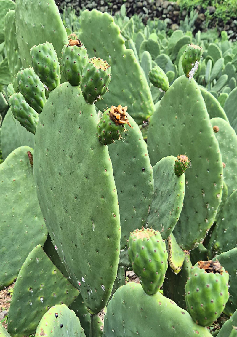 xoconostle nopal