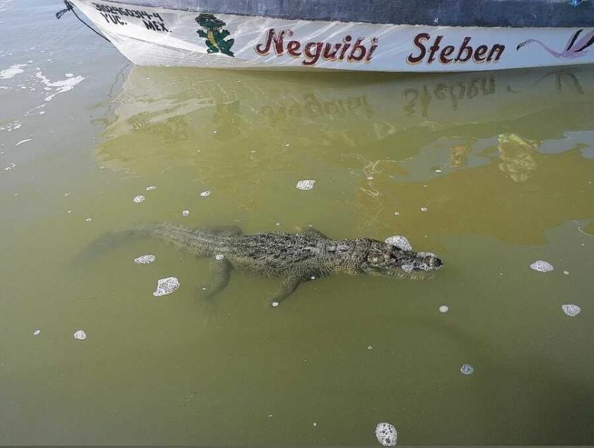 crocodiles rio lagartos