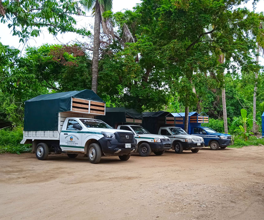 colectivo mazunte oaxaca