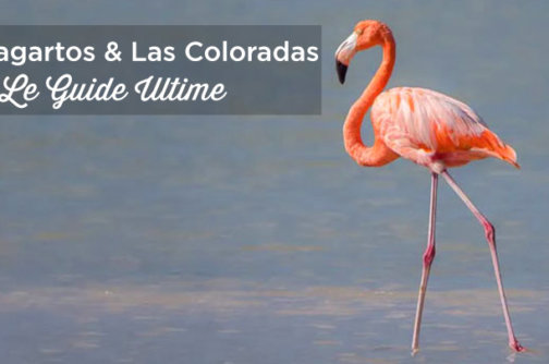 rio lagartos las coloradas lac rose