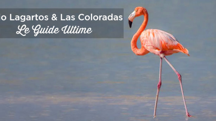 rio lagartos las coloradas lac rose