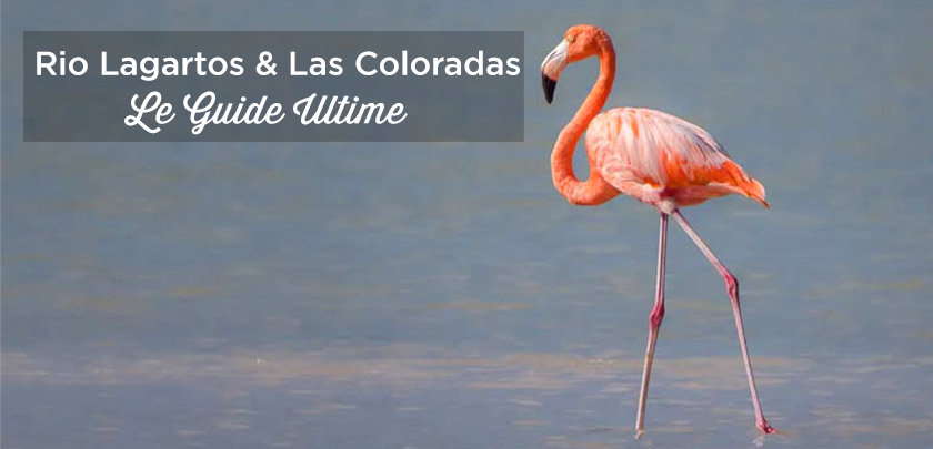 rio lagartos las coloradas lac rose