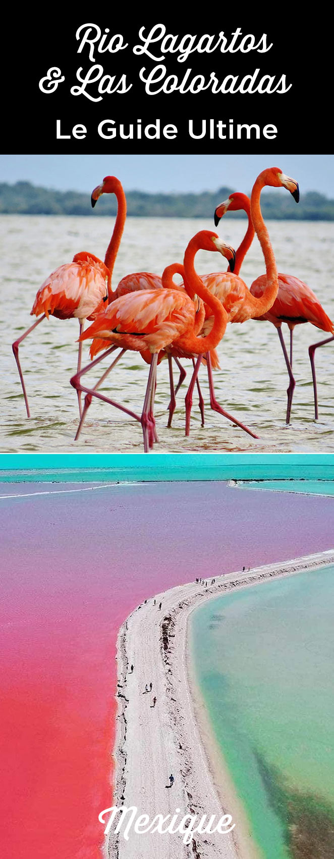 visiter rio lagartos las coloradas
