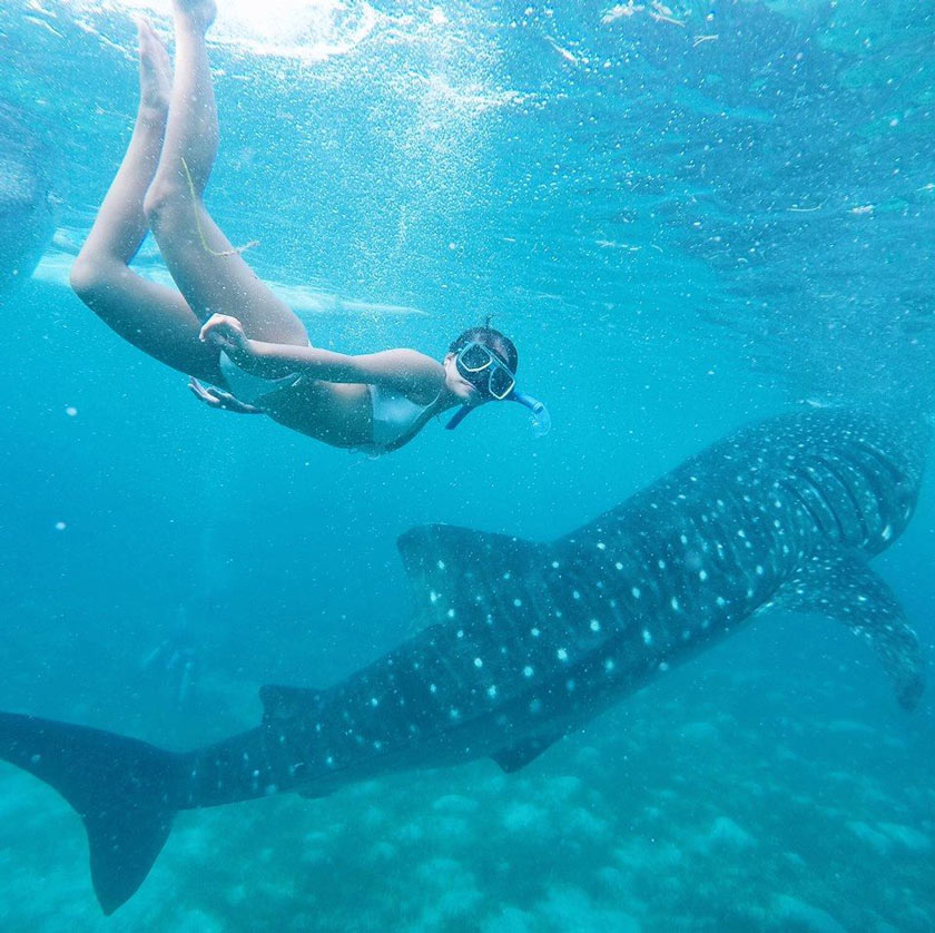 nager requin baleine yucatan