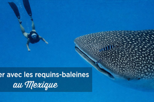 nager requins baleines mexique