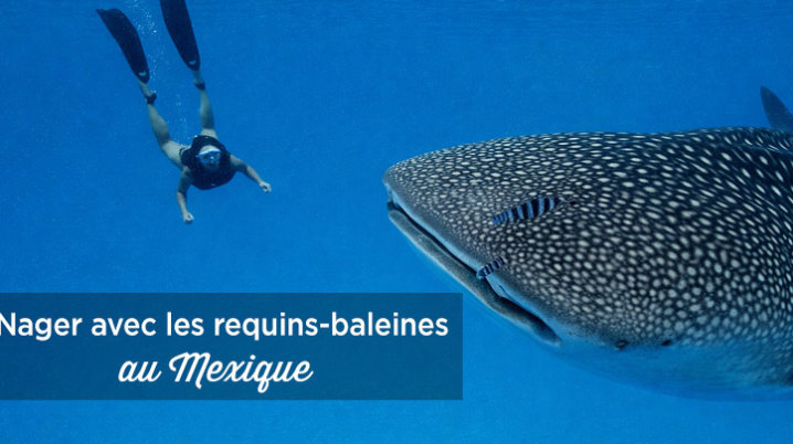 nager requins baleines mexique