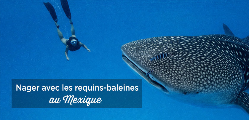 nager requins baleines mexique