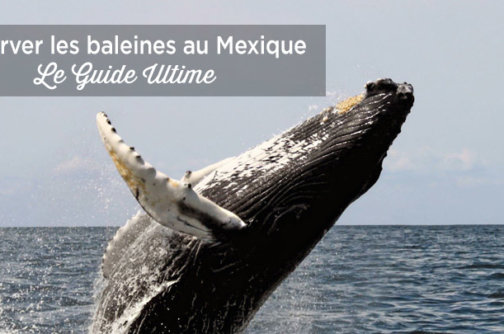 observation baleines mexique